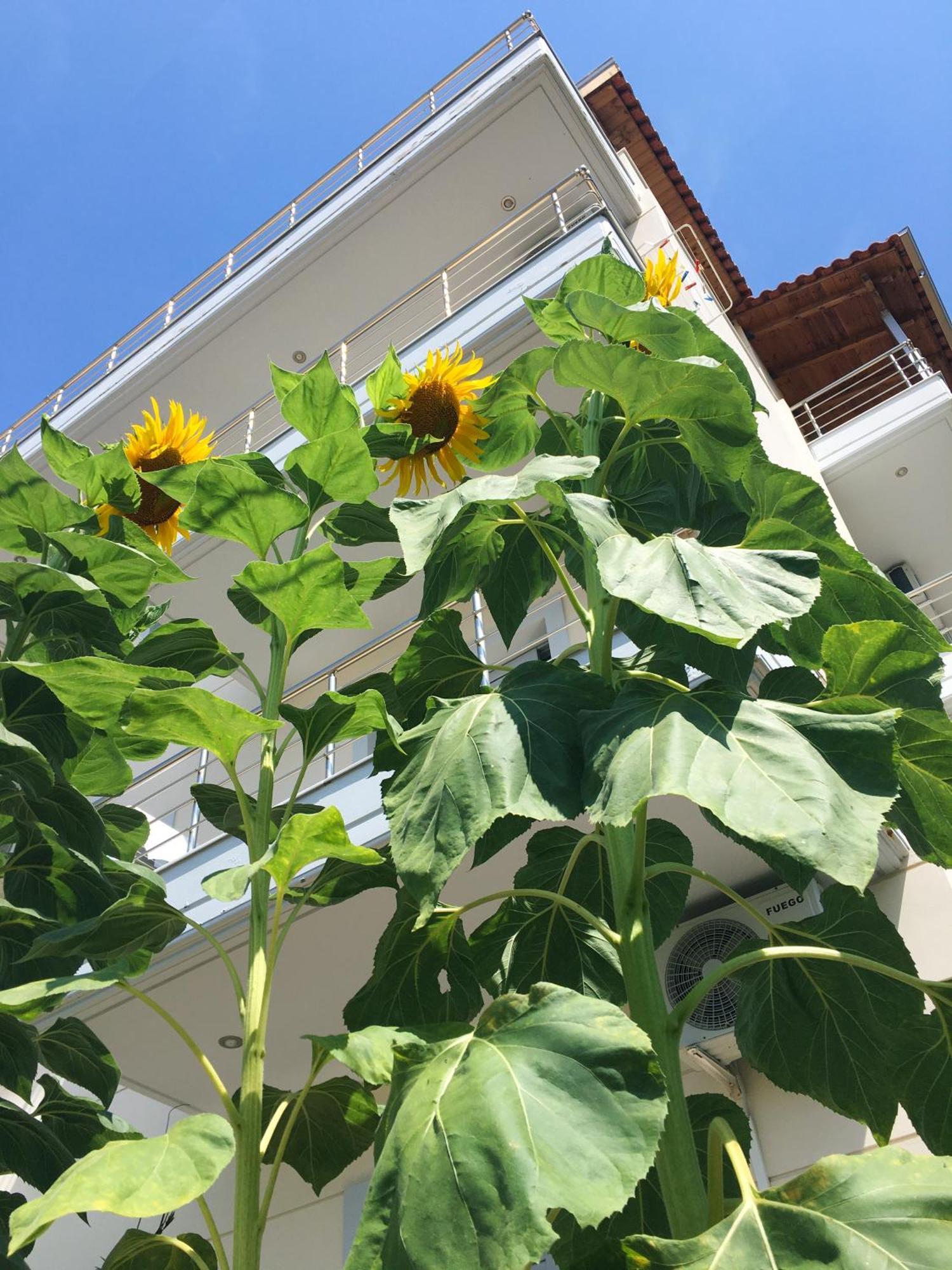 Sunflower Himara Himare Exterior foto